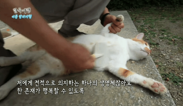 한국기행보는데 고양이가 귀여움 | 인스티즈