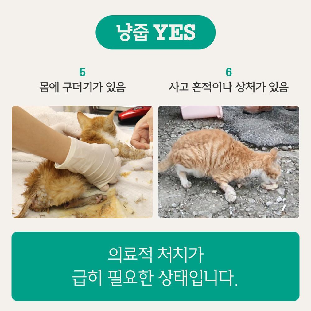 동물권 단체에서 알려주는 아기 길고양이 냥줍 가이드 | 인스티즈