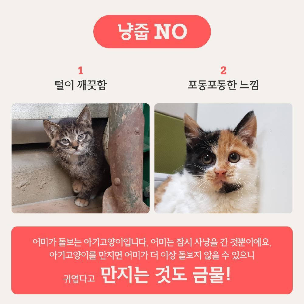 동물권 단체에서 알려주는 아기 길고양이 냥줍 가이드 | 인스티즈