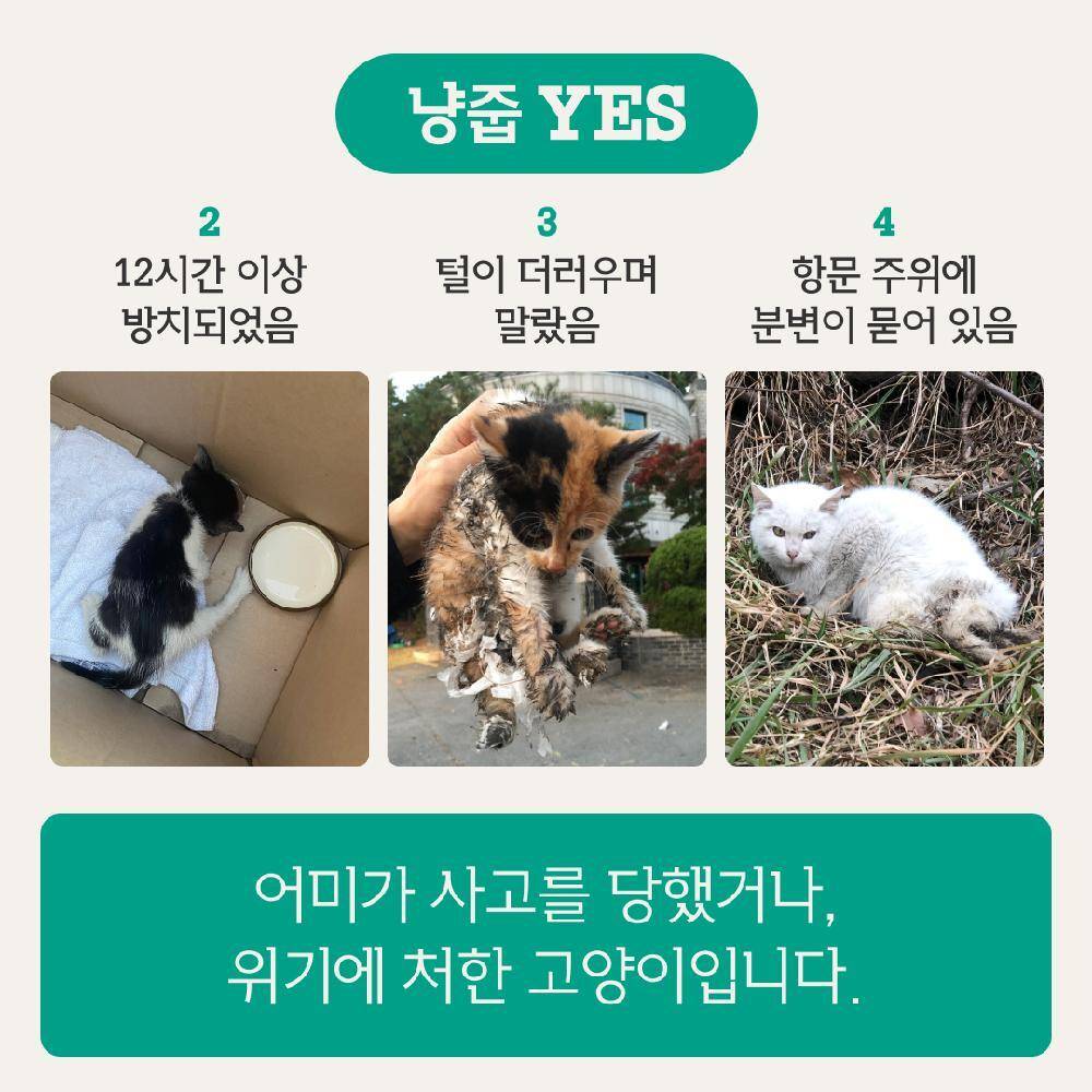 동물권 단체에서 알려주는 아기 길고양이 냥줍 가이드 | 인스티즈