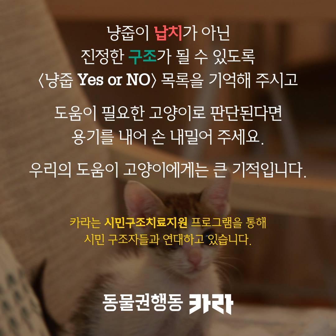 동물권 단체에서 알려주는 아기 길고양이 냥줍 가이드 | 인스티즈