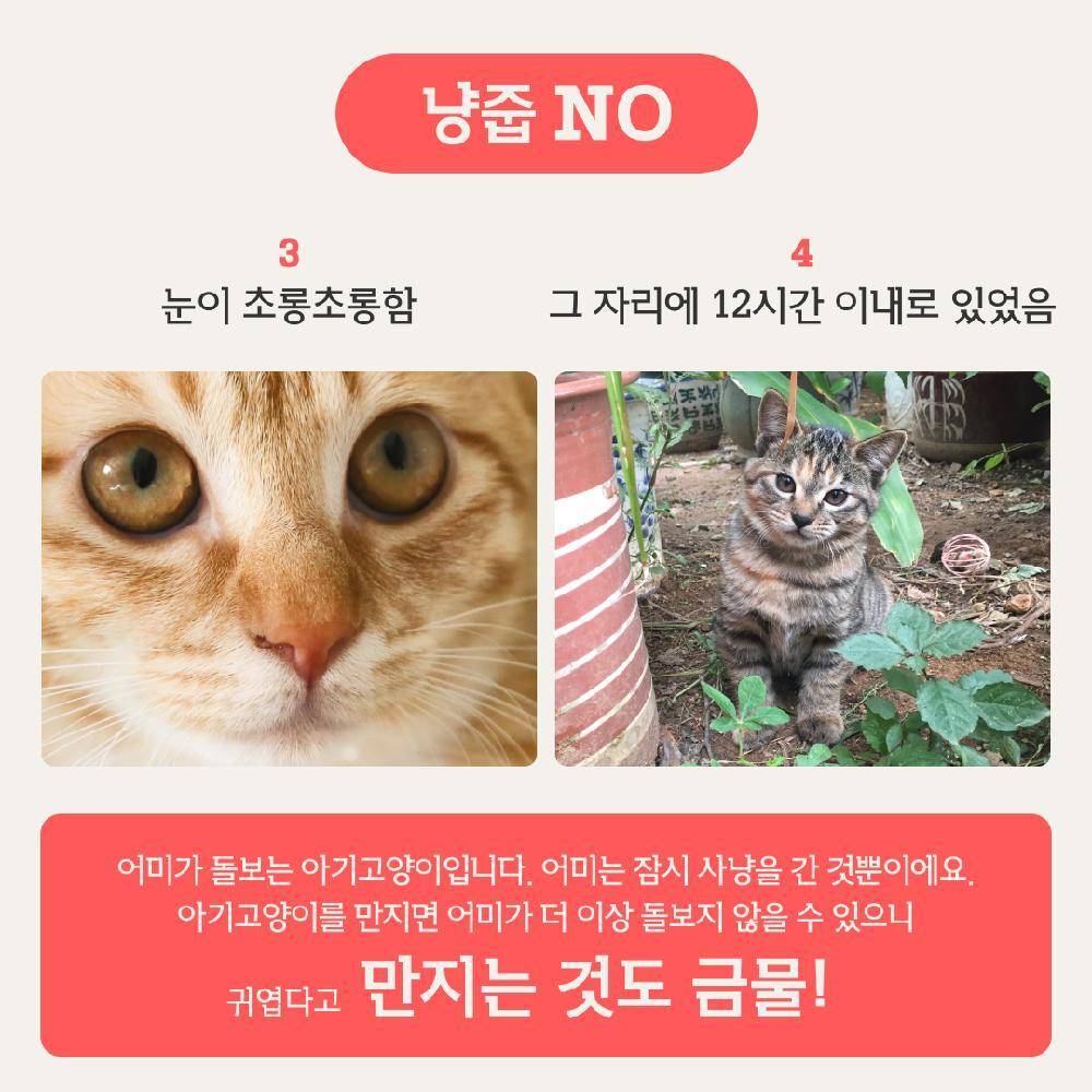 동물권 단체에서 알려주는 아기 길고양이 냥줍 가이드 | 인스티즈