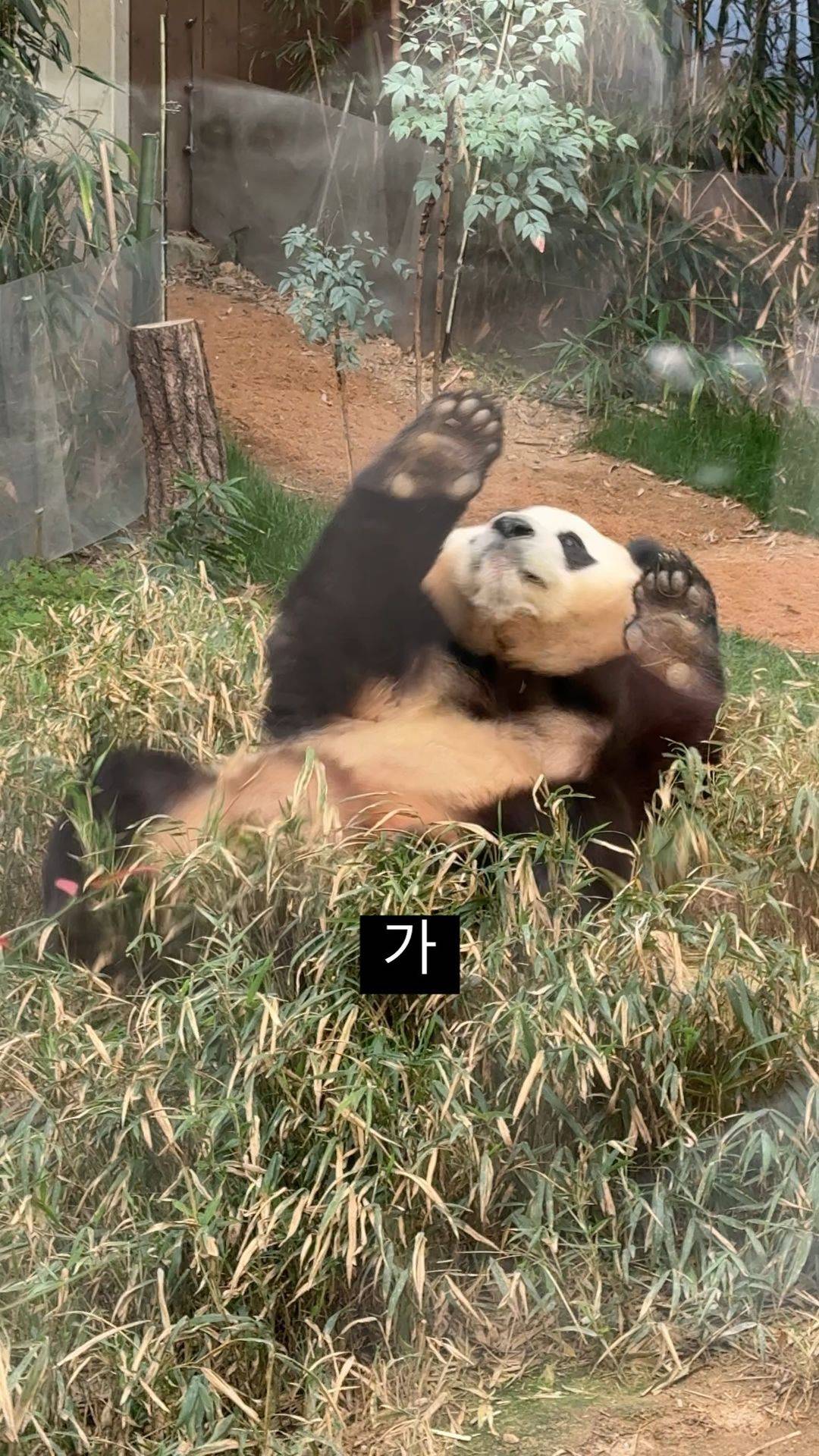 오늘자 굴러가는 푸바오🐼 순간포착 | 인스티즈