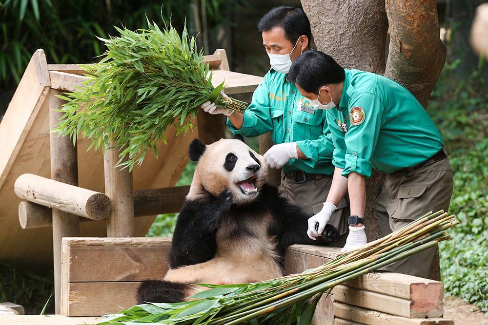 눈앞에 최애가 둘이라니...!🐼 | 인스티즈