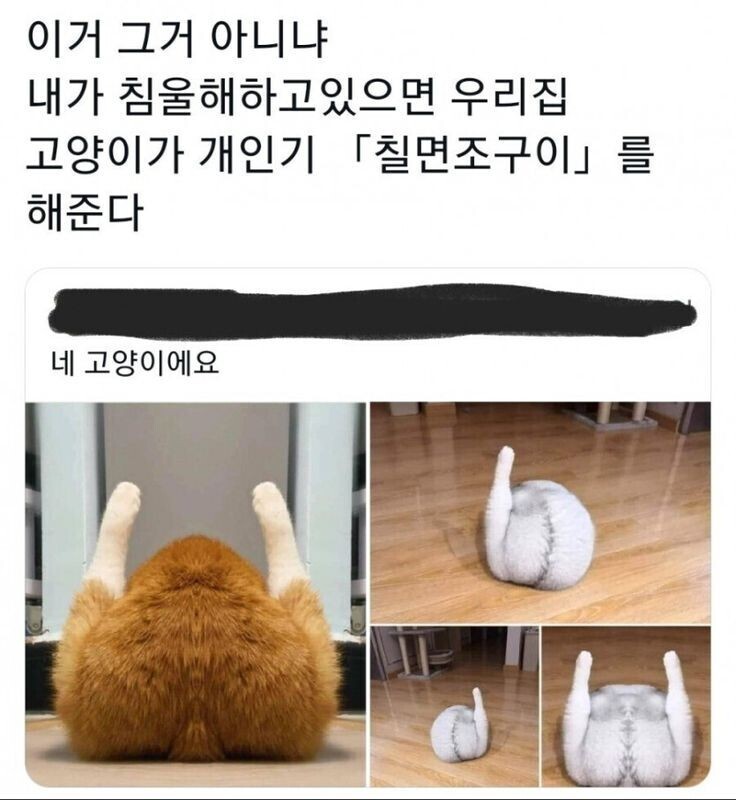 집사가 우울해 하면 개인기 보여주는 고양이 | 인스티즈