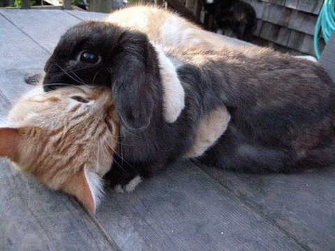 고양이와 토끼는 생각보다 사이가 좋음.jpg | 인스티즈