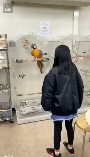 포즈따라하는 앵무새 | 인스티즈
