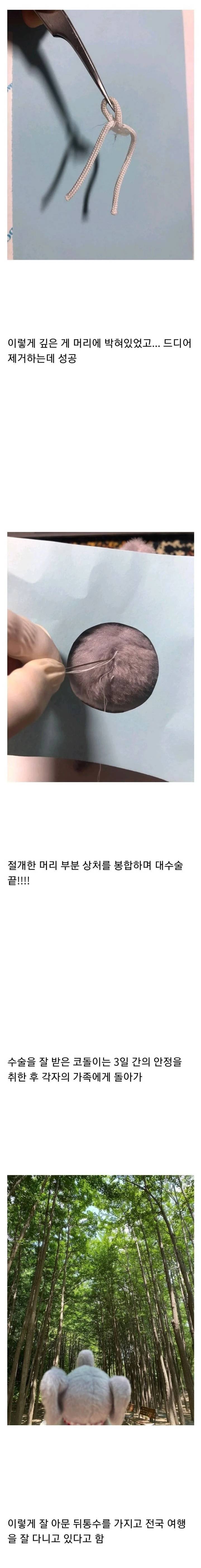 긴박감 넘치는 코끼리 인형 머리 수술과정.jpg | 인스티즈