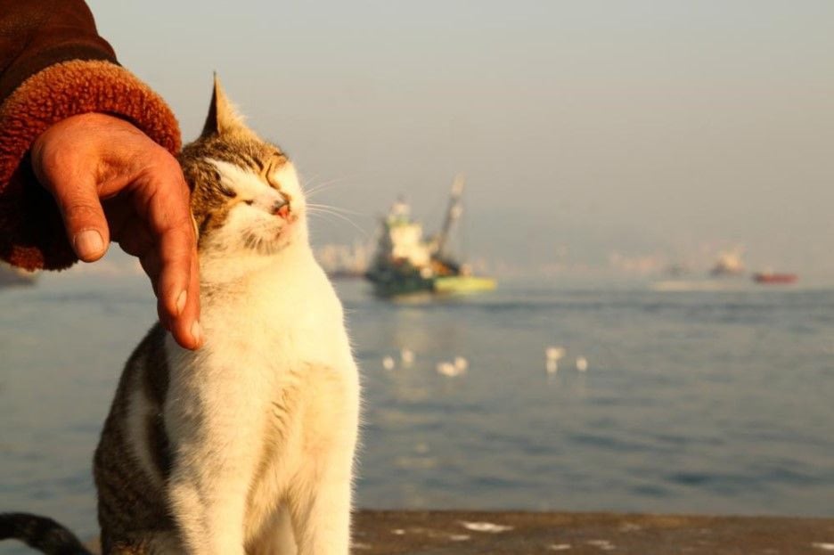 터키 사람들이 길거리 동물들한테 잘해주는 이유 | 인스티즈