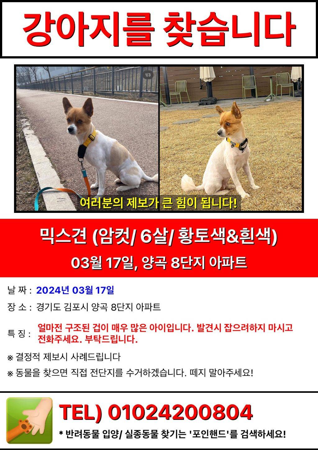 실종된 강아지를 찾습니다 (경기도 김포시 양곡 8단지 아파트) | 인스티즈