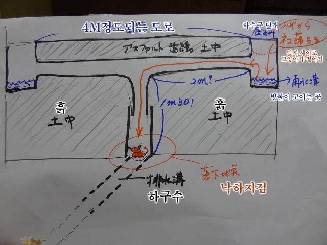 일반인의 지하 3m 하수도에 빠진 새끼고양이 구출기 | 인스티즈