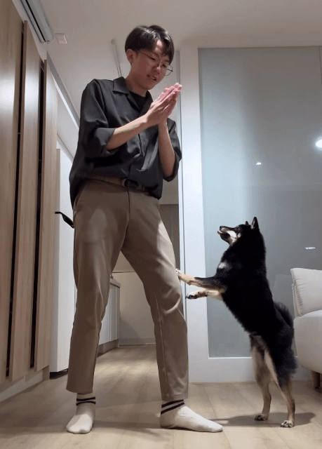 강아지한테 하이디라오 댄스 가르치는 쉬운 방법.gif | 인스티즈