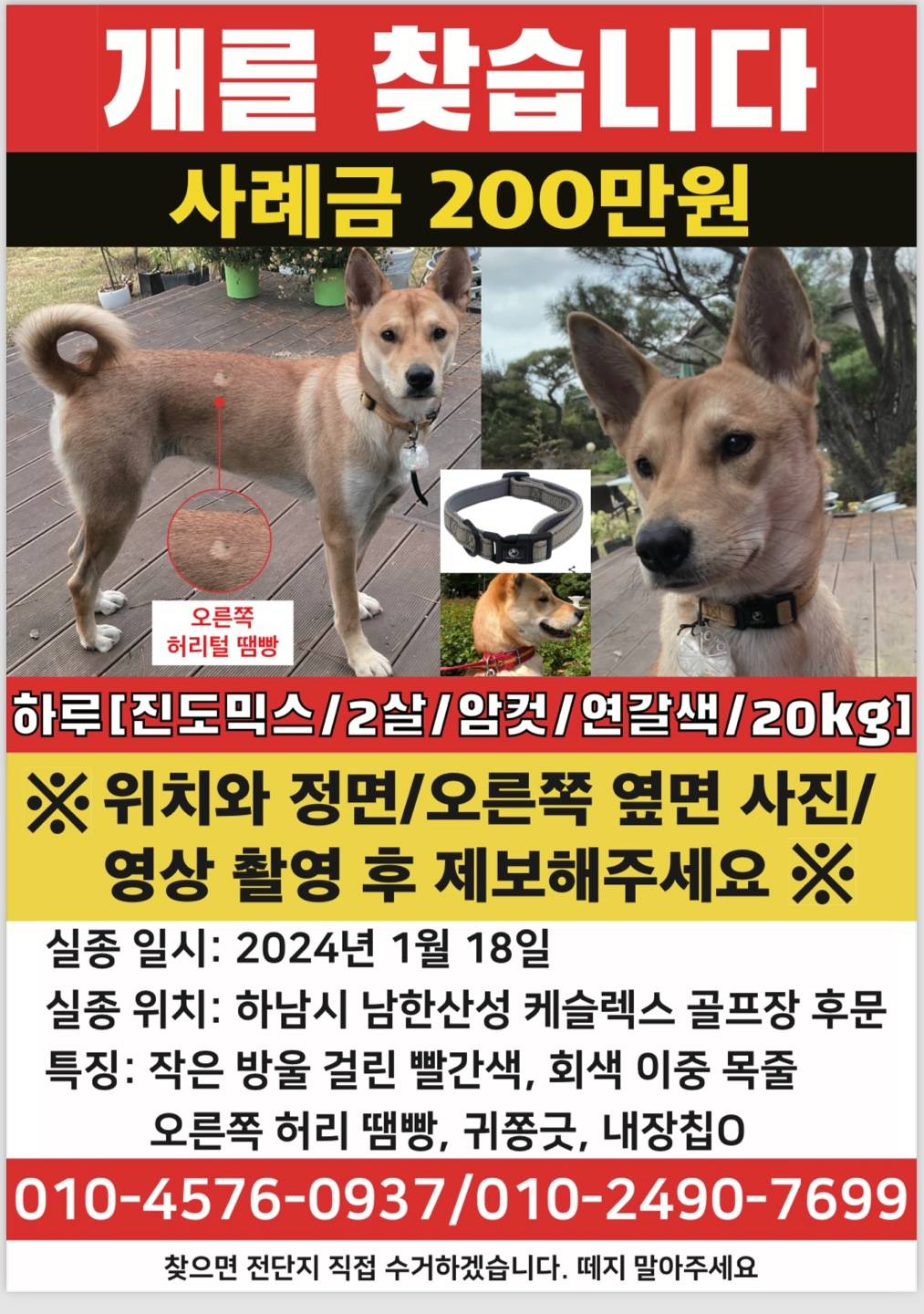 실종된 강아지를 찾습니다. (경기도 하남시 남한산성 부근 실종, 현재 유력장소 : 경기도 하남, 서울 마천동, 위례) | 인스티즈