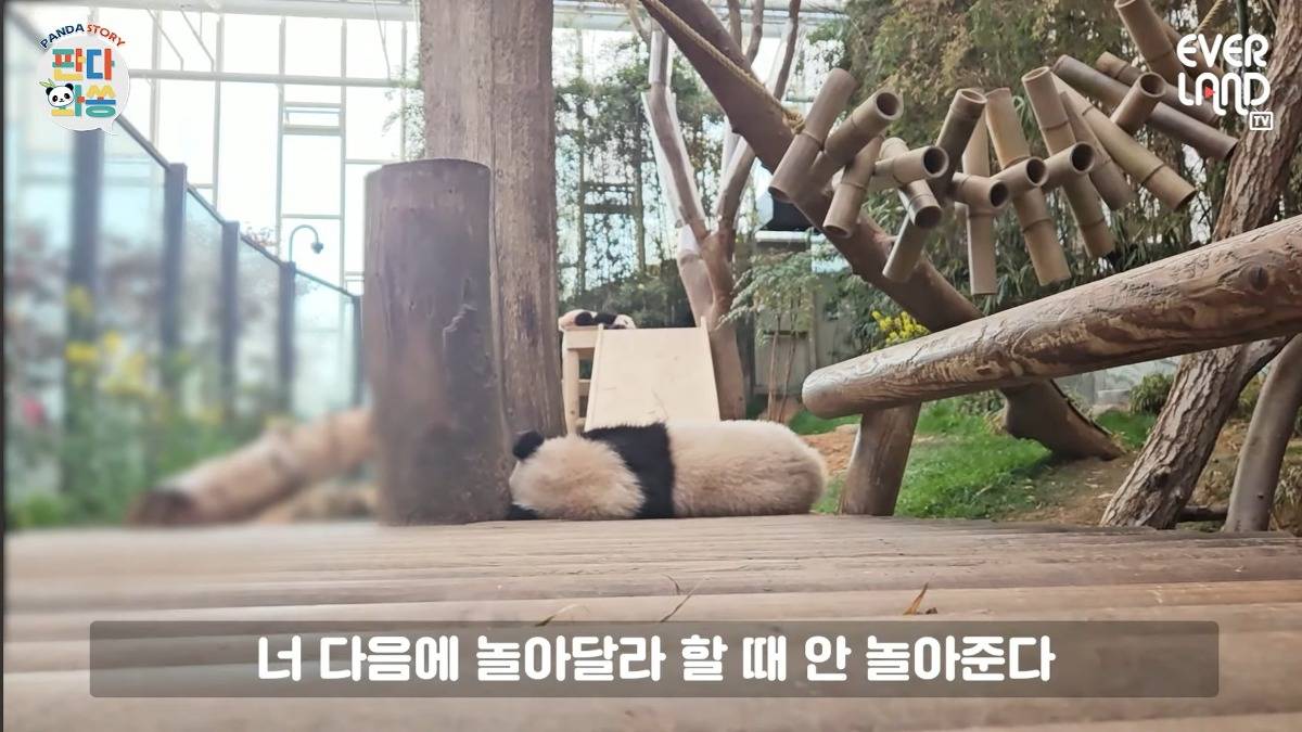 송바오 : 후이야~ 놀자~ 🐼 | 인스티즈