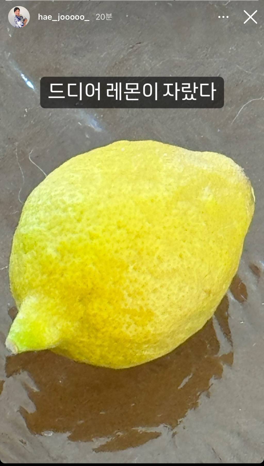 레몬 키워서 수확한 유튜버 해쭈 | 인스티즈