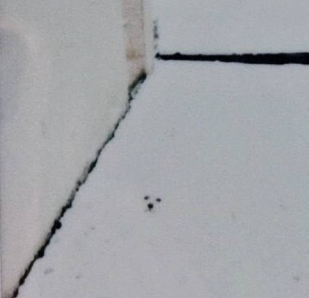 눈 오는 날에 하얀 강아지를 폴라로이드로 찍음 | 인스티즈