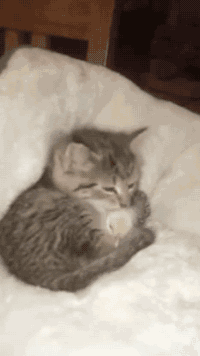 아기새 보듬어주는 아기고양이.^^ | 인스티즈