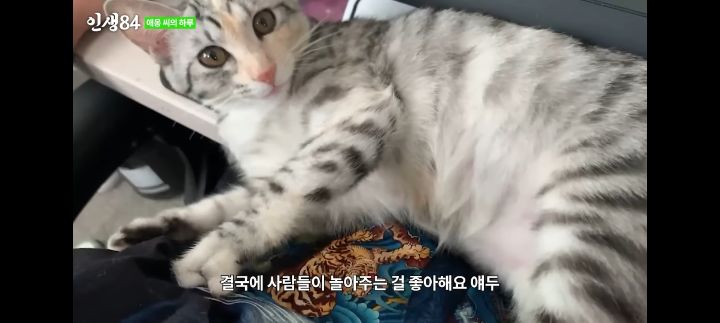 기안84네 사무실에서 기르는 고양이 '애옹이'의 하루 | 인스티즈