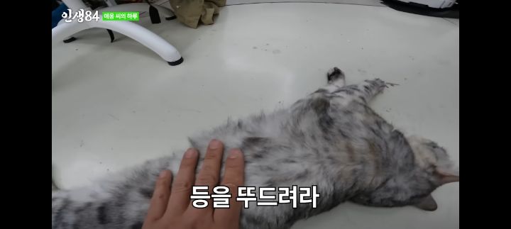 기안84네 사무실에서 기르는 고양이 '애옹이'의 하루 | 인스티즈