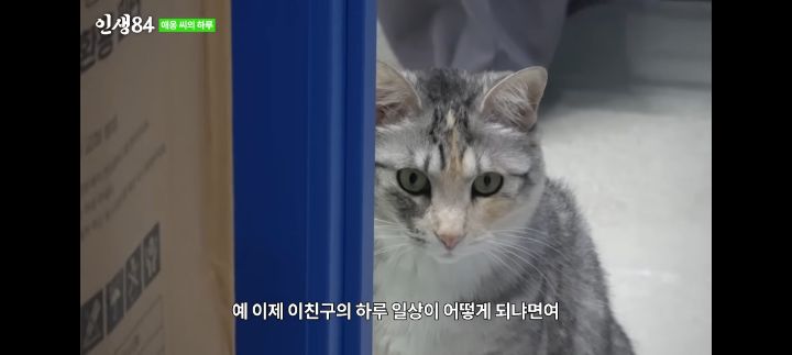 기안84네 사무실에서 기르는 고양이 '애옹이'의 하루 | 인스티즈