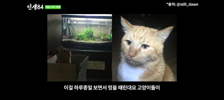 기안84네 사무실에서 기르는 고양이 '애옹이'의 하루 | 인스티즈