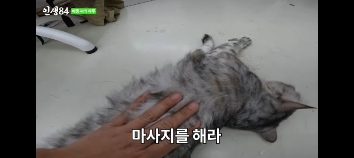 기안84네 사무실에서 기르는 고양이 '애옹이'의 하루 | 인스티즈