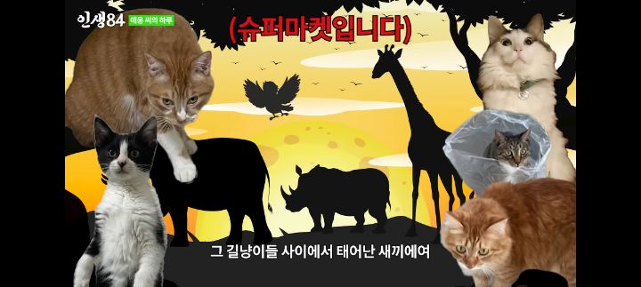 기안84네 사무실에서 기르는 고양이 '애옹이'의 하루 | 인스티즈