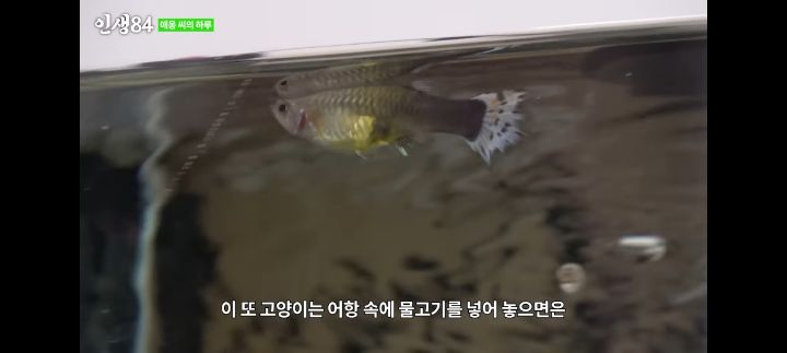 기안84네 사무실에서 기르는 고양이 '애옹이'의 하루 | 인스티즈