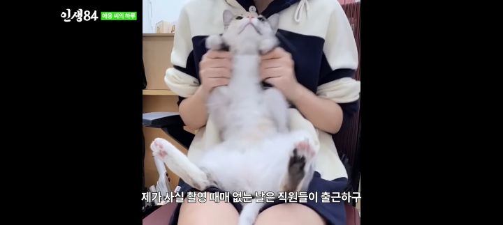 기안84네 사무실에서 기르는 고양이 '애옹이'의 하루 | 인스티즈