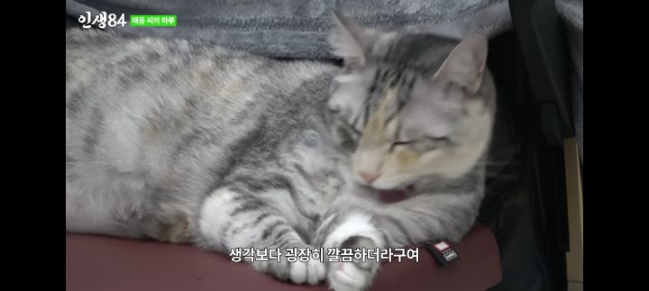 기안84네 사무실에서 기르는 고양이 '애옹이'의 하루 | 인스티즈