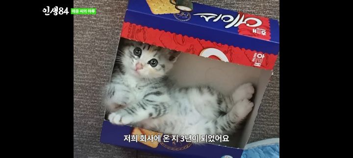 기안84네 사무실에서 기르는 고양이 '애옹이'의 하루 | 인스티즈