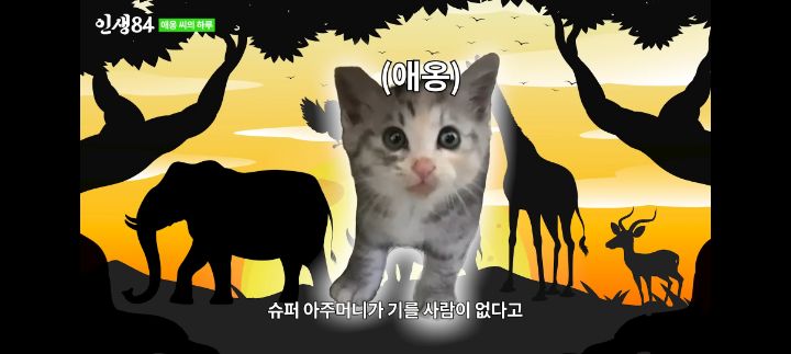 기안84네 사무실에서 기르는 고양이 '애옹이'의 하루 | 인스티즈