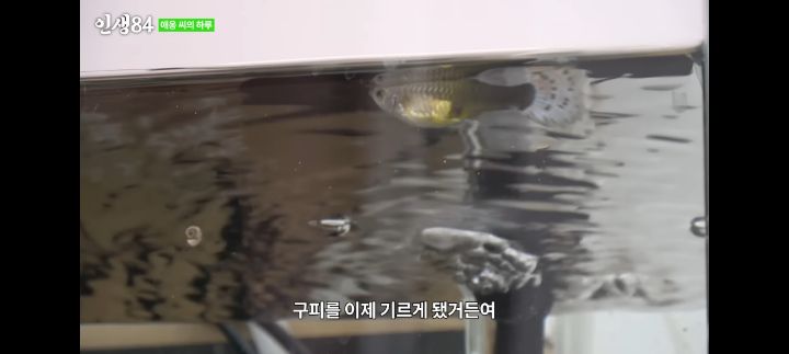 기안84네 사무실에서 기르는 고양이 '애옹이'의 하루 | 인스티즈