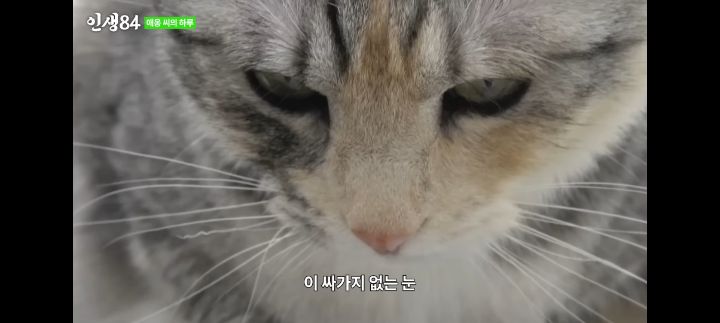 기안84네 사무실에서 기르는 고양이 '애옹이'의 하루 | 인스티즈