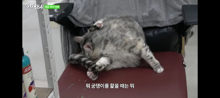 기안84네 사무실에서 기르는 고양이 '애옹이'의 하루 | 인스티즈