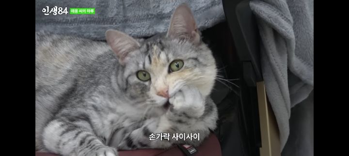 기안84네 사무실에서 기르는 고양이 '애옹이'의 하루 | 인스티즈