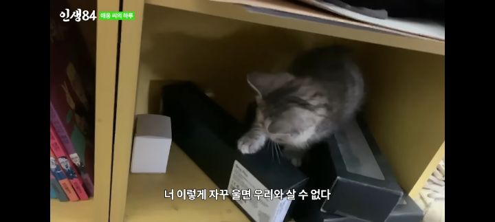 기안84네 사무실에서 기르는 고양이 '애옹이'의 하루 | 인스티즈