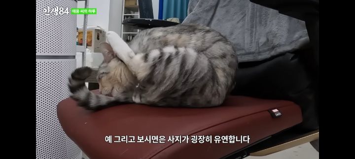 기안84네 사무실에서 기르는 고양이 '애옹이'의 하루 | 인스티즈