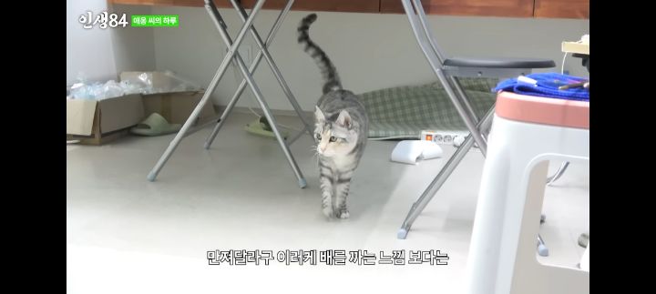 기안84네 사무실에서 기르는 고양이 '애옹이'의 하루 | 인스티즈