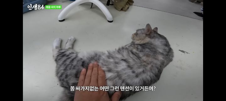 기안84네 사무실에서 기르는 고양이 '애옹이'의 하루 | 인스티즈