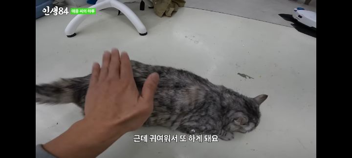 기안84네 사무실에서 기르는 고양이 '애옹이'의 하루 | 인스티즈