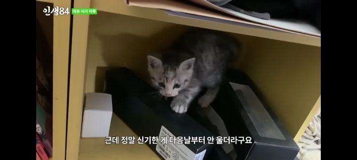 기안84네 사무실에서 기르는 고양이 '애옹이'의 하루 | 인스티즈