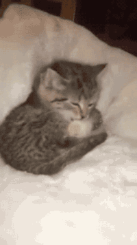 아기새 보듬어주는 아기고양이.^^ | 인스티즈