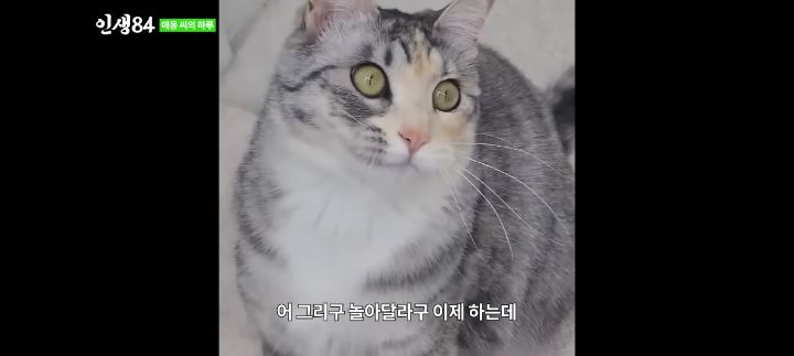 기안84네 사무실에서 기르는 고양이 '애옹이'의 하루 | 인스티즈