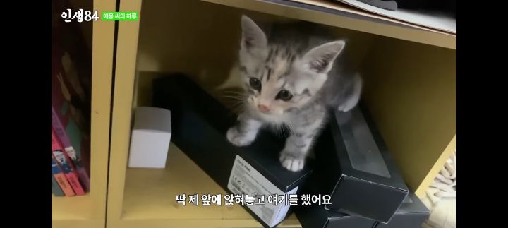 기안84네 사무실에서 기르는 고양이 '애옹이'의 하루 | 인스티즈