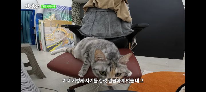 기안84네 사무실에서 기르는 고양이 '애옹이'의 하루 | 인스티즈