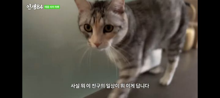 기안84네 사무실에서 기르는 고양이 '애옹이'의 하루 | 인스티즈