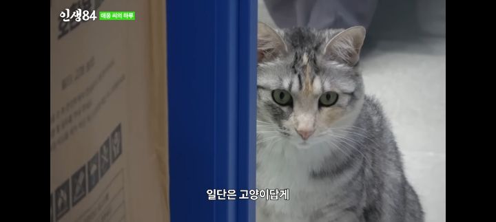 기안84네 사무실에서 기르는 고양이 '애옹이'의 하루 | 인스티즈