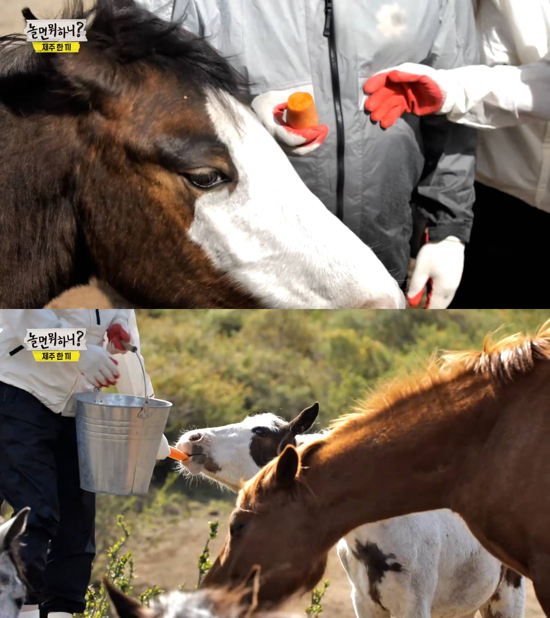 간만에 재밌고 유익했던 지난주 놀면뭐하니 - 제주한끼 편 | 인스티즈