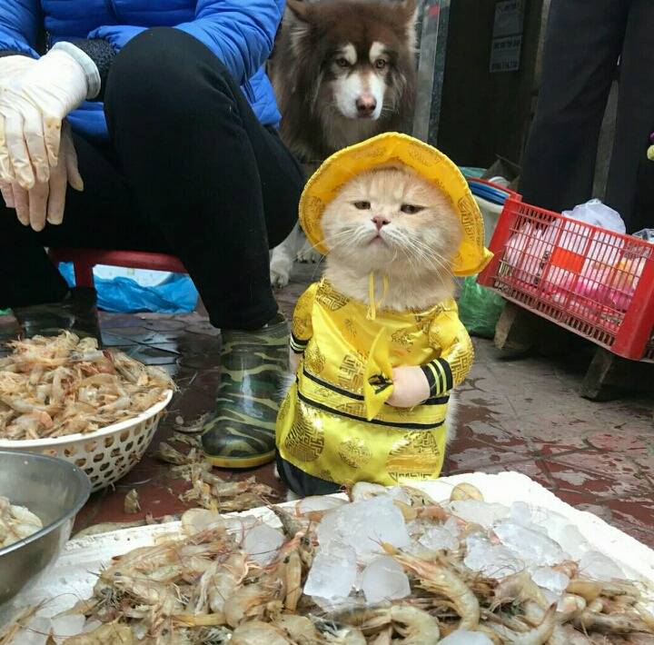 고양이와 생선 | 인스티즈